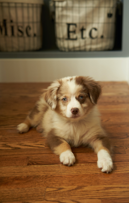Mini Aussiedoodle Puppy For Sale - Seaside Pups